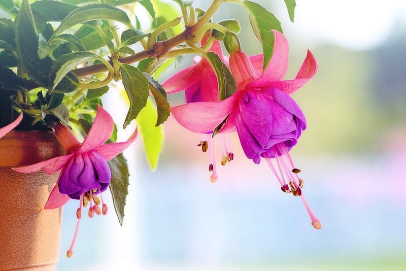 DIY hanging gardens