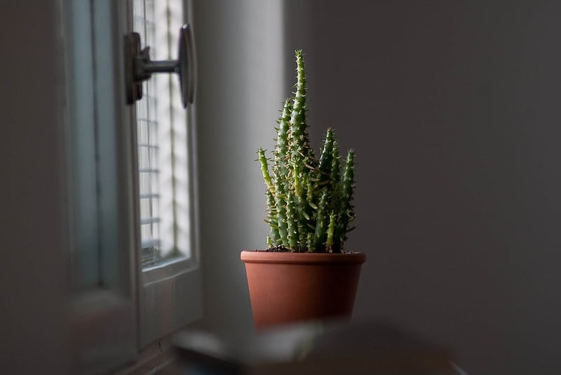 Succulents and Cacti
